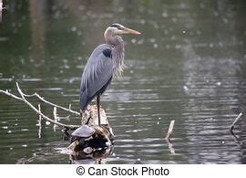 Bird - Heron 3