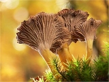 chanterelle_160_120.jpg