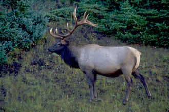 Elk