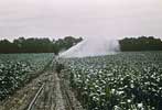 irrigation picture